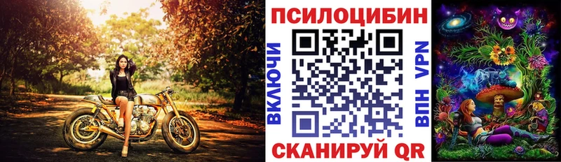 Купить где  Бежецк  Псилоцибиновые грибы Psilocybe 